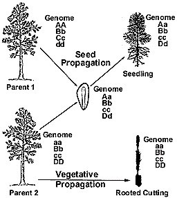 Propagation Techniques Diagram